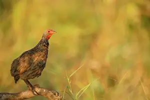 Swainsonii: Swainsons Spurfowl