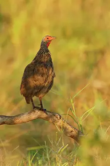 Swainsonii: Swainsons Spurfowl
