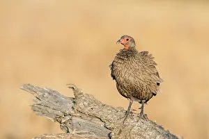 Swainsonii: Swainsons Spurfowl