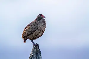 Francolinus: Swainson's Spurfowl in Kruger National park