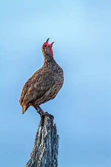 Francolinus: Swainson's Spurfowl in Kruger National park