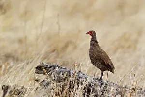 Francolins: Swainson's Spurfowl / Swainson's Francolin