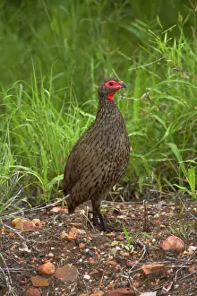 Swainsonii: Swainson's Spurfowl or Swainson's Francolin