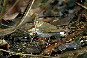 Swainsons: Swainsons Thrush