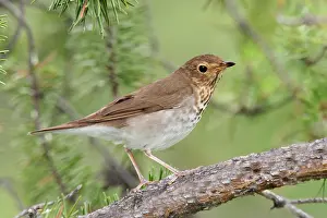 Swainson: Swainson's Thrush