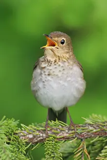 Swainson: Swainson's Thrush