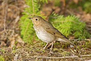 Swainson: Swainson's Thrush