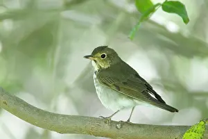 Hylocichla: Swainson's Thrush