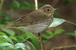 Catharus: Swainson's Thrush