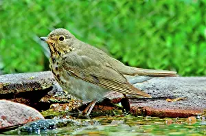 Catharus: Swainson's Thrush