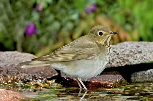 Catharus: Swainson's Thrush