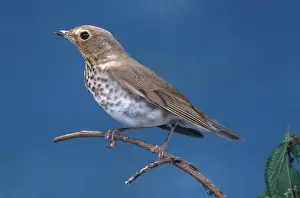 Catharus: Swainson's Thrush