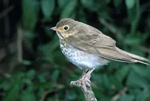 Catharus: Swainson's Thrush