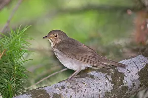 Swainsons: Swainsons Thrush, Catharus ustulatus. In Glacier National P