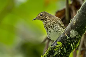 Alto: Swainson's Thrush (Catharus ustulatus) Natural