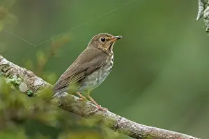 Cueva: Swainson's Thrush / Olive-backed Thrush, Cueva