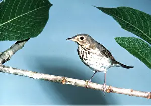 Thrushes: SWAINSON'S THRUSH - perched on branch