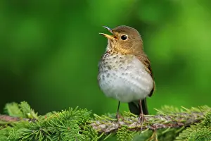 Swainson: Swainson's Thrush - singing