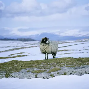 Swaledale: Swaledale Ewe