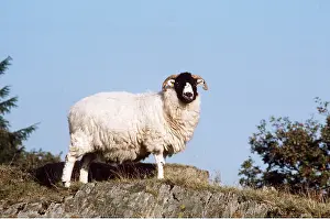 Ian Beames: SWALEDALE SHEEP