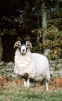 Ian Beames: SWALEDALE SHEEP