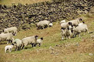 Swaledale: Swaledale sheep, ewes and lambs in upland Lake District