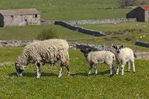 Swaledale: Swaledale Sheep - grazing Swaledale ewe with two