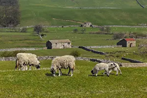 Swaledale: Swaledale Sheep - grazing Swaledale ewes with lambs