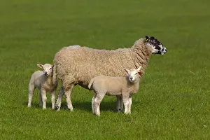 Swaledale: Swaledale Sheep - Swaledale ewe with two lambs on