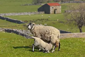 Swaledale: Swaledale Sheep - Swaledale ewe nursing her lamb