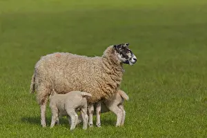 Swaledale: Swaledale Sheep - Swaledale ewe nursing two lambs