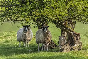 Swaledale: Swaledale Sheep - two Swaledale ewes with lamb standing