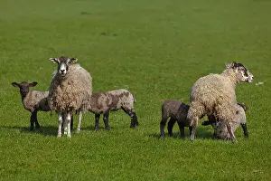 Swaledale: Swaledale Sheep - two Swaledale ewes nursing lambs