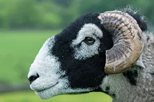Cumbria: Swaledale sheep, Swaledale ram, purebred, domestic