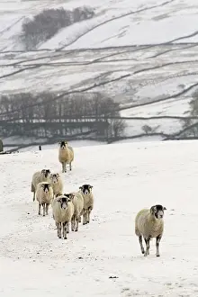 Midlands: Swaledale Sheep, Swaledale Sheep, purebred, domestic