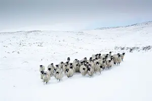 Cumbria: Swaledale Sheep, Swaledale Sheep, Swaledale Sheep