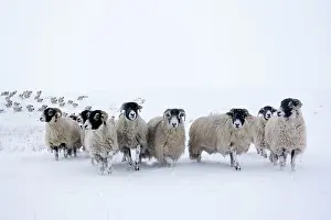 Cumbria: Swaledale Sheep, Swaledale Sheep, Swaledale Sheep