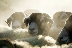 Cumbria: Swaledale, Swaledale sheep, purebred, domestic