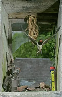 Entering: Swallow / Barn swallow - entering barn through