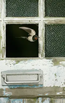 Pane: Swallow / Barn swallow - leaving barn through missing