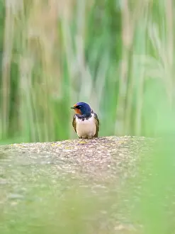 170821: Swallow - juvenile
