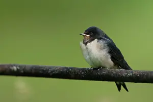 Rustica: Swallow juvenile on metal fence