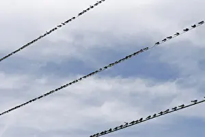 Hirundinidae: Swallow Migration