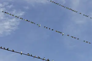 Hirundinidae: Swallow Migration