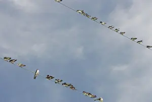 Hirundinidae: Swallow Migration
