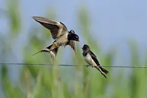 Parent: Swallow - parent bird on the wing, feeding Juvenile