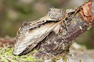 Feature Idea - Animal Camouflage: Swallow Prominent Moth