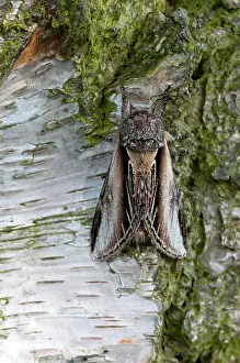 Tremula: Swallow prominent Moth - resting on birch trunk