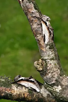 Tremula: Swallow Prominent Moth (top) Lesser Swallow Prominent