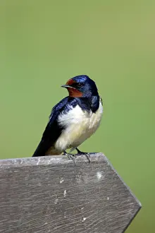 Signpost: Swallow - Sitting on signpost